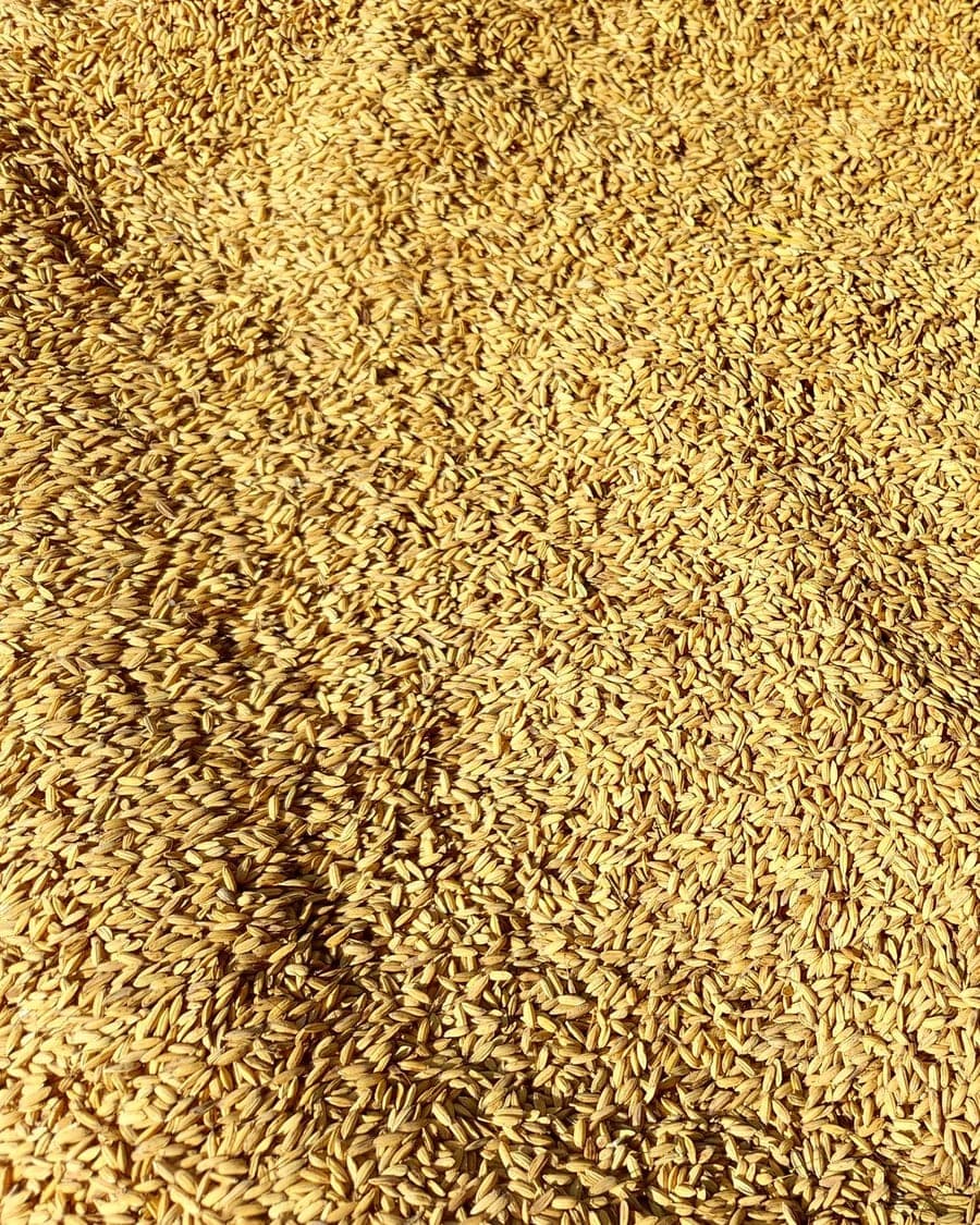 Brown Long Grain Rice
